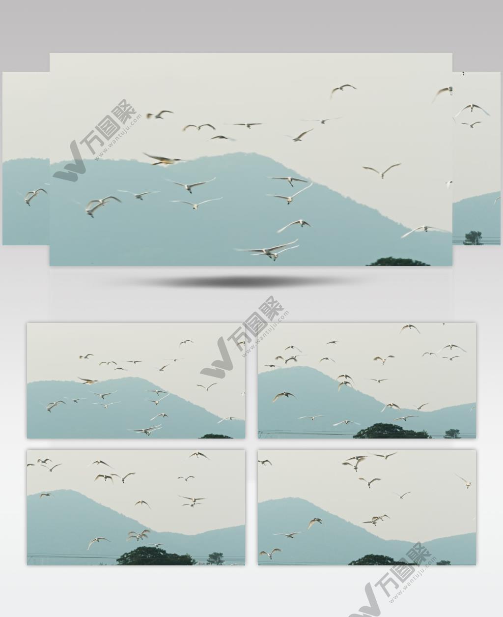 春天一群白鹭飞翔翱翔升格