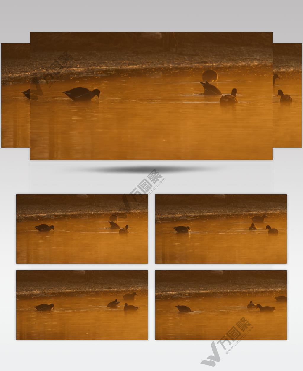 清晨凌晨池塘沼泽湿地黑水鸡