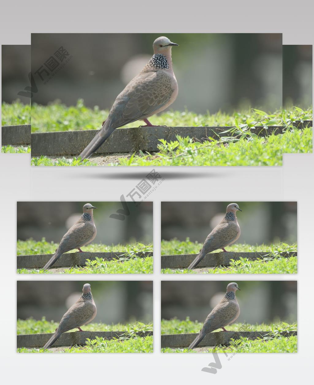 春天公园里的小鸟珠颈斑鸠