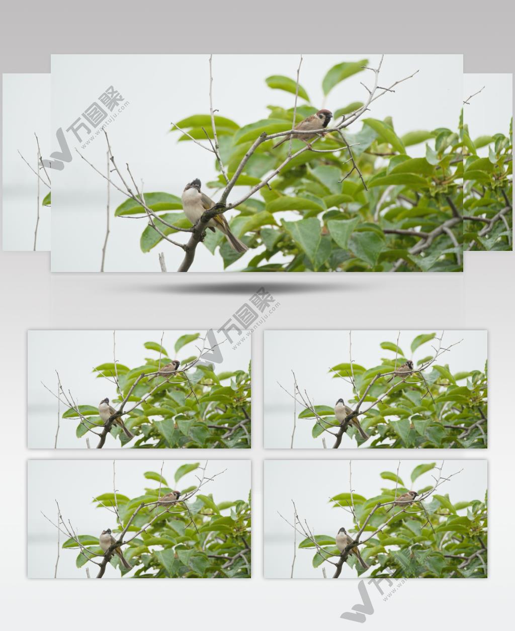 春天树枝头小鸟白头鹎麻雀