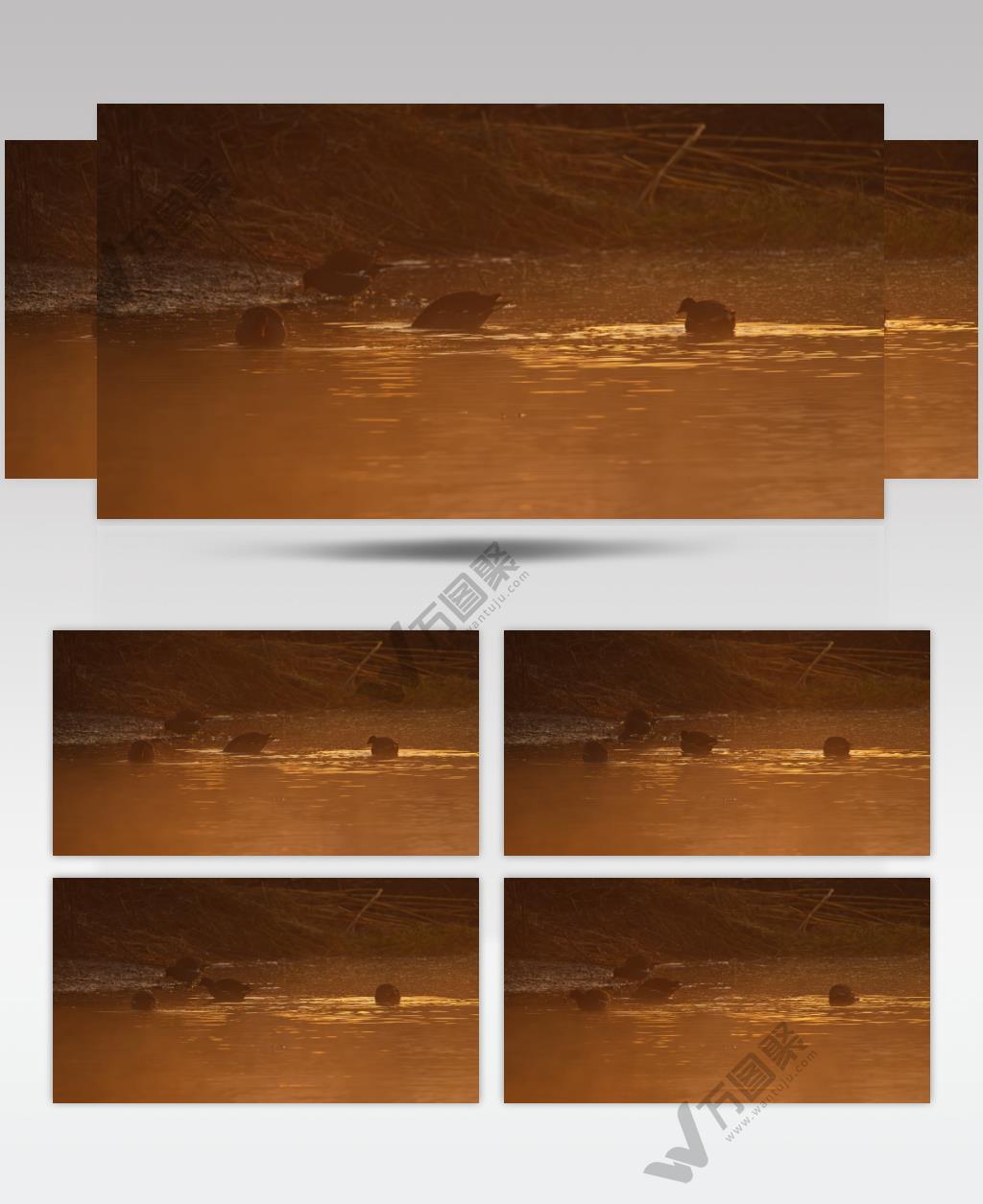 秋天清晨湿地薄雾水鸟黑水鸡