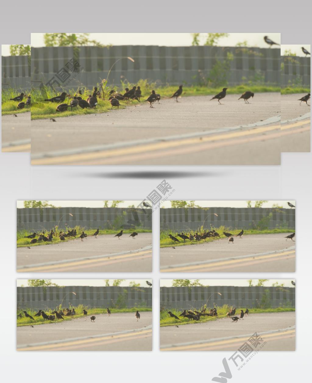 夏天傍晚黄昏一群八哥觅食