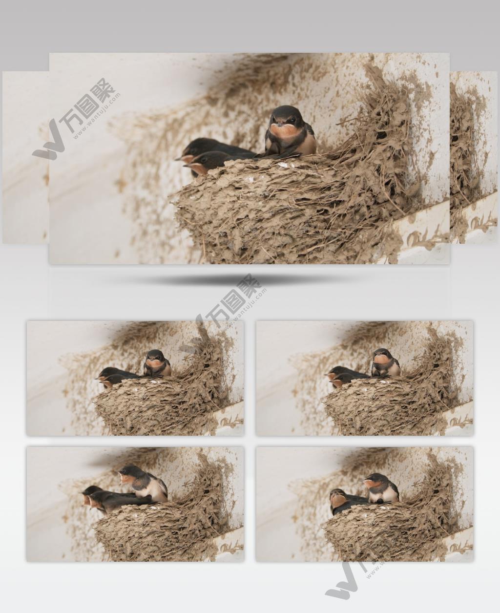 屋顶天花板鸟巢燕窝家燕子