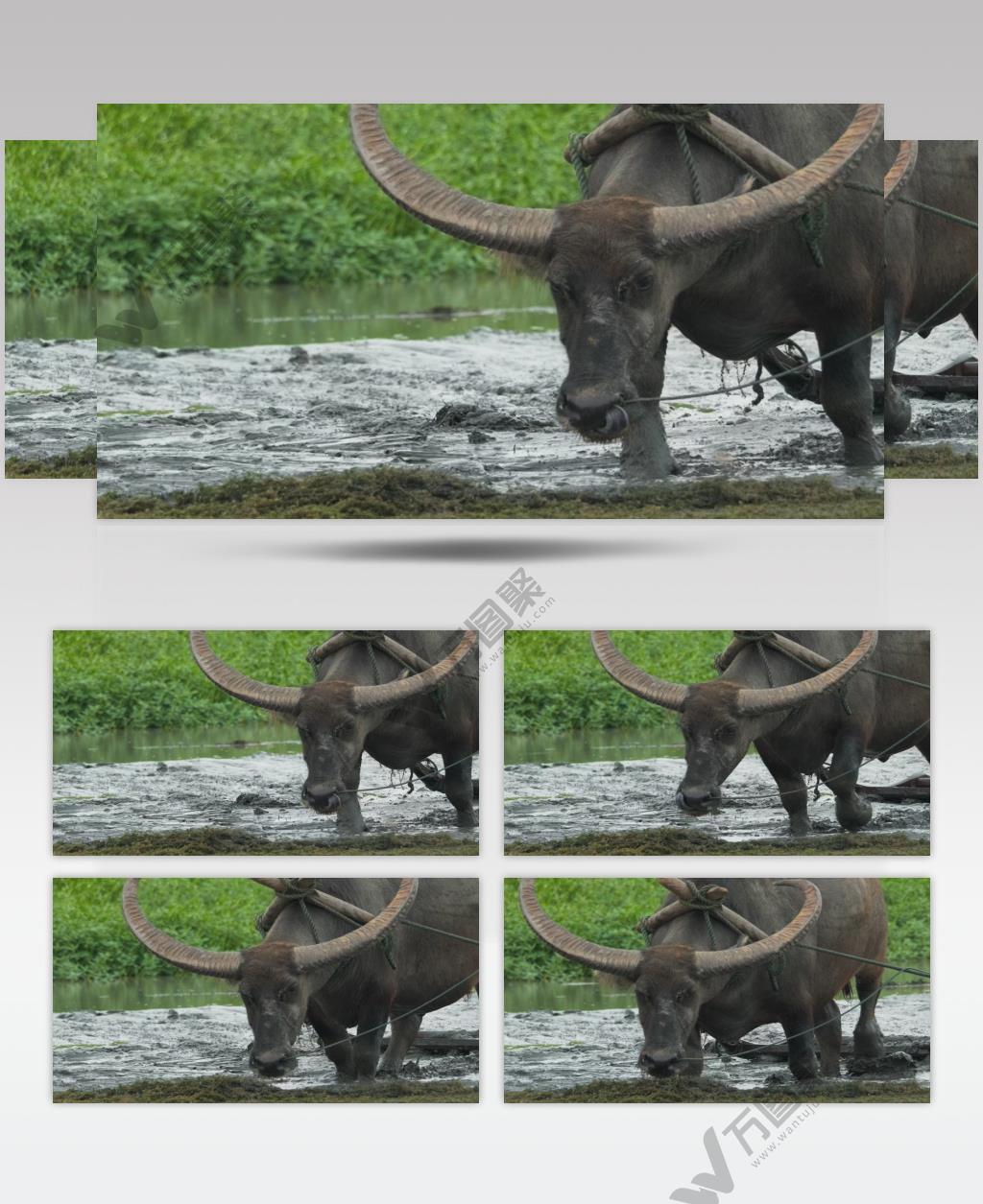 亚洲水牛耕地犁田升格慢动作