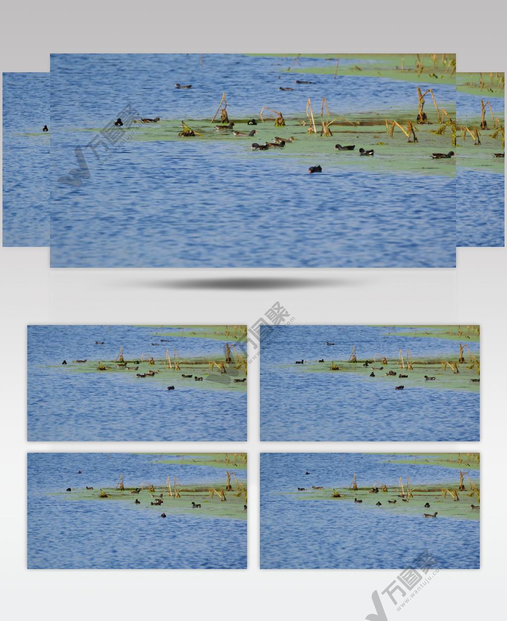 夏天池塘湿地小鸟觅食黑水鸡