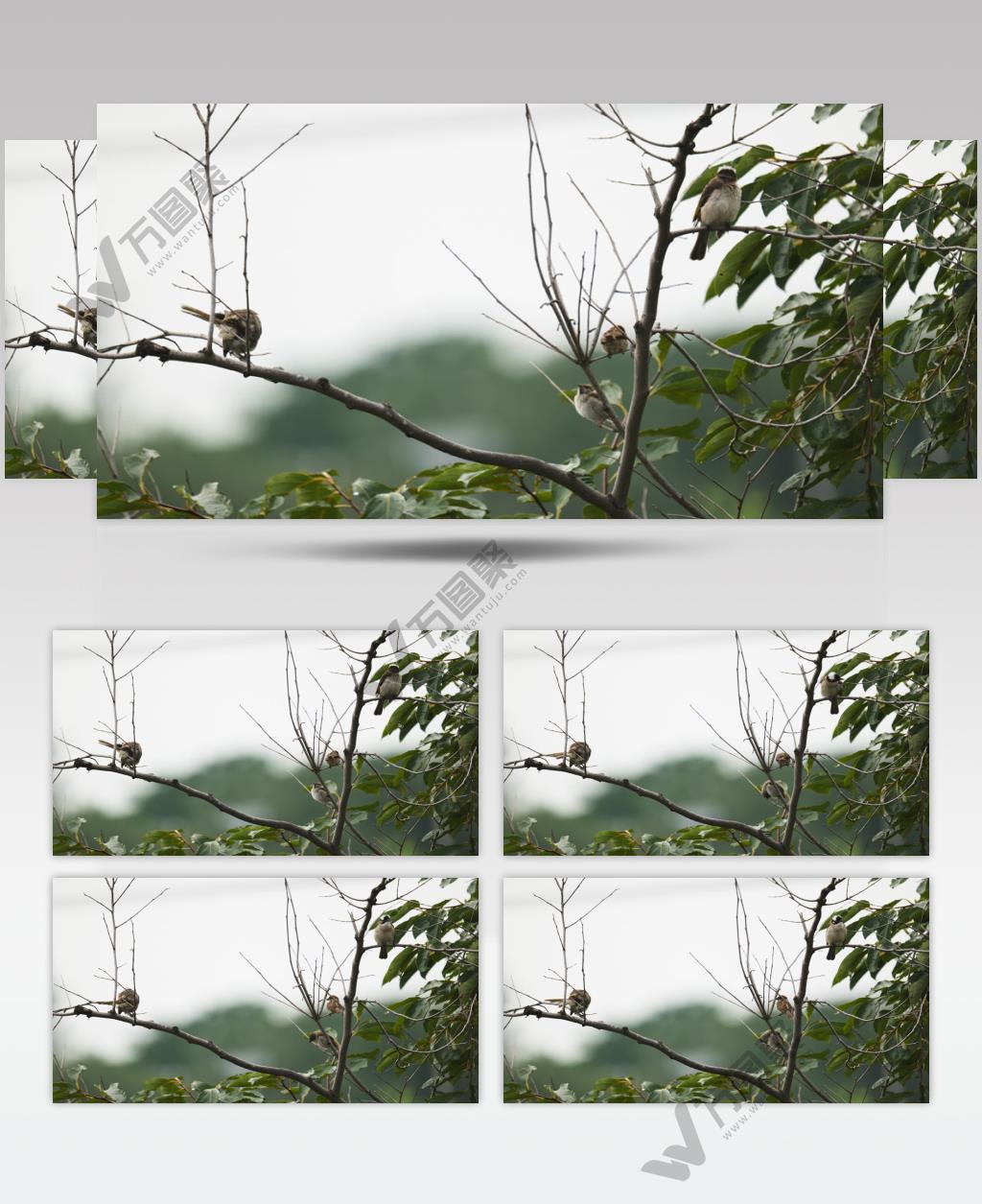 春天清晨枝头小鸟麻雀白头鹎