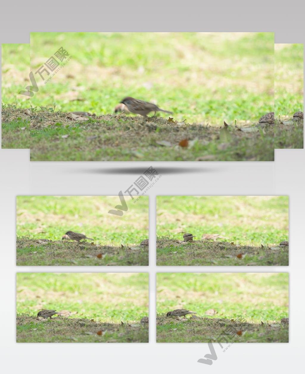 初春天一群麻雀在草坪觅食
