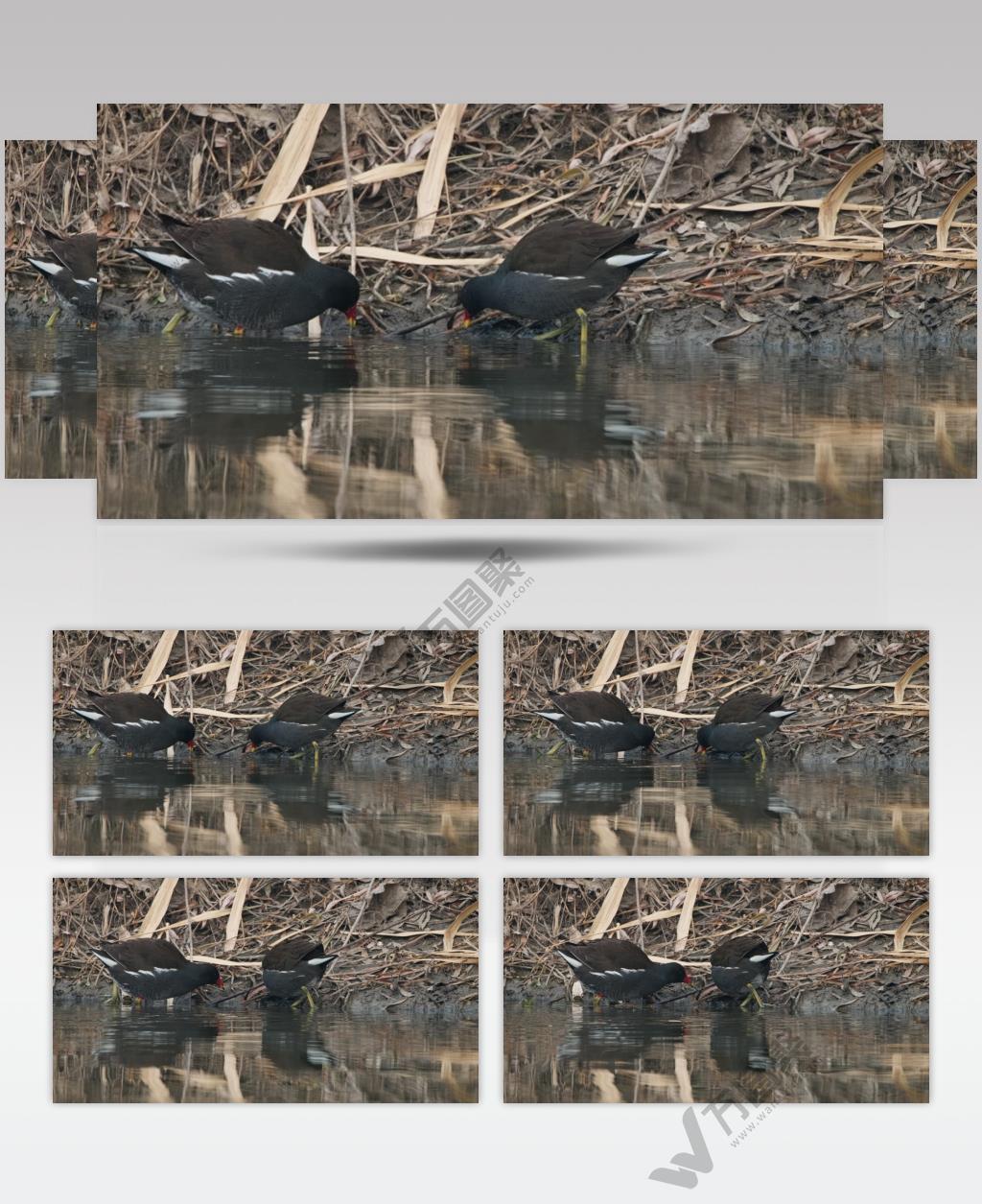 秋天池塘沼泽湿地野生黑水鸡