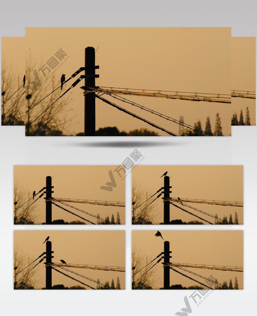 傍晚黄昏夕阳电线杆灰喜鹊剪影