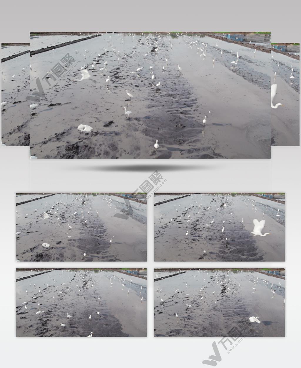 春天农村田野一群大白鹭觅食