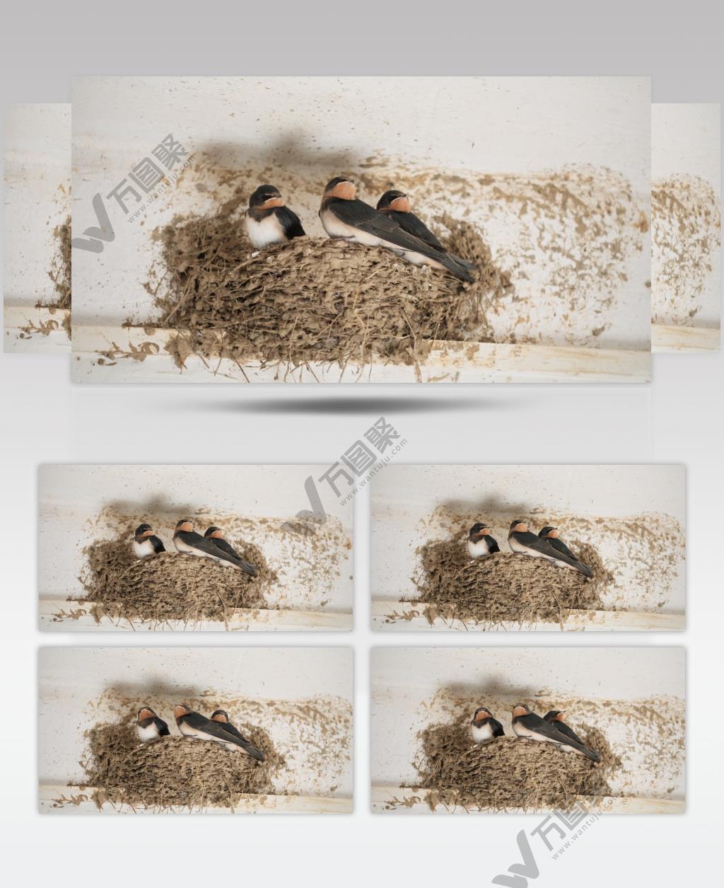 三只小燕子家燕窝幼鸟雏鸟