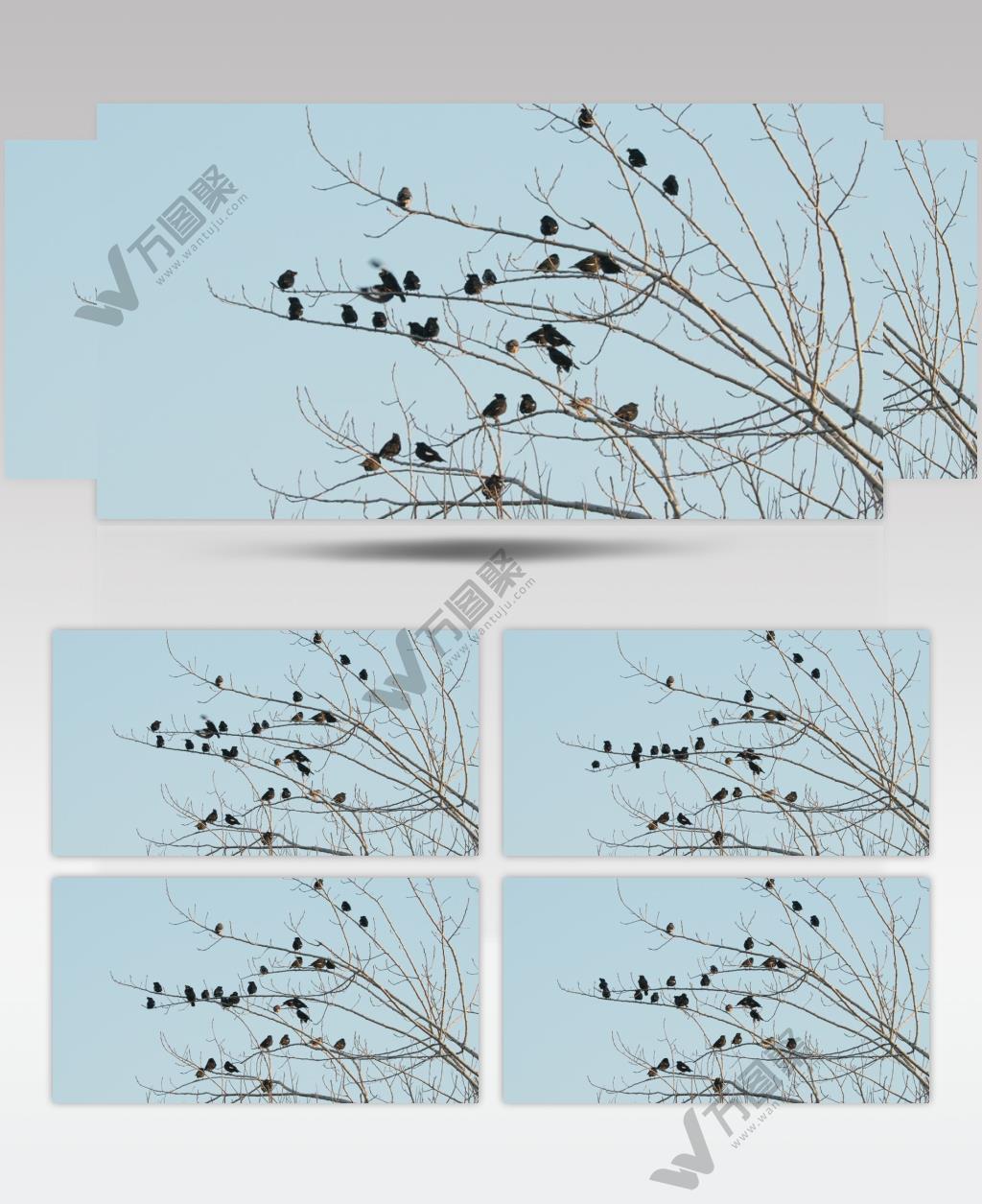秋天树枝头一群八哥乌鸦鸟