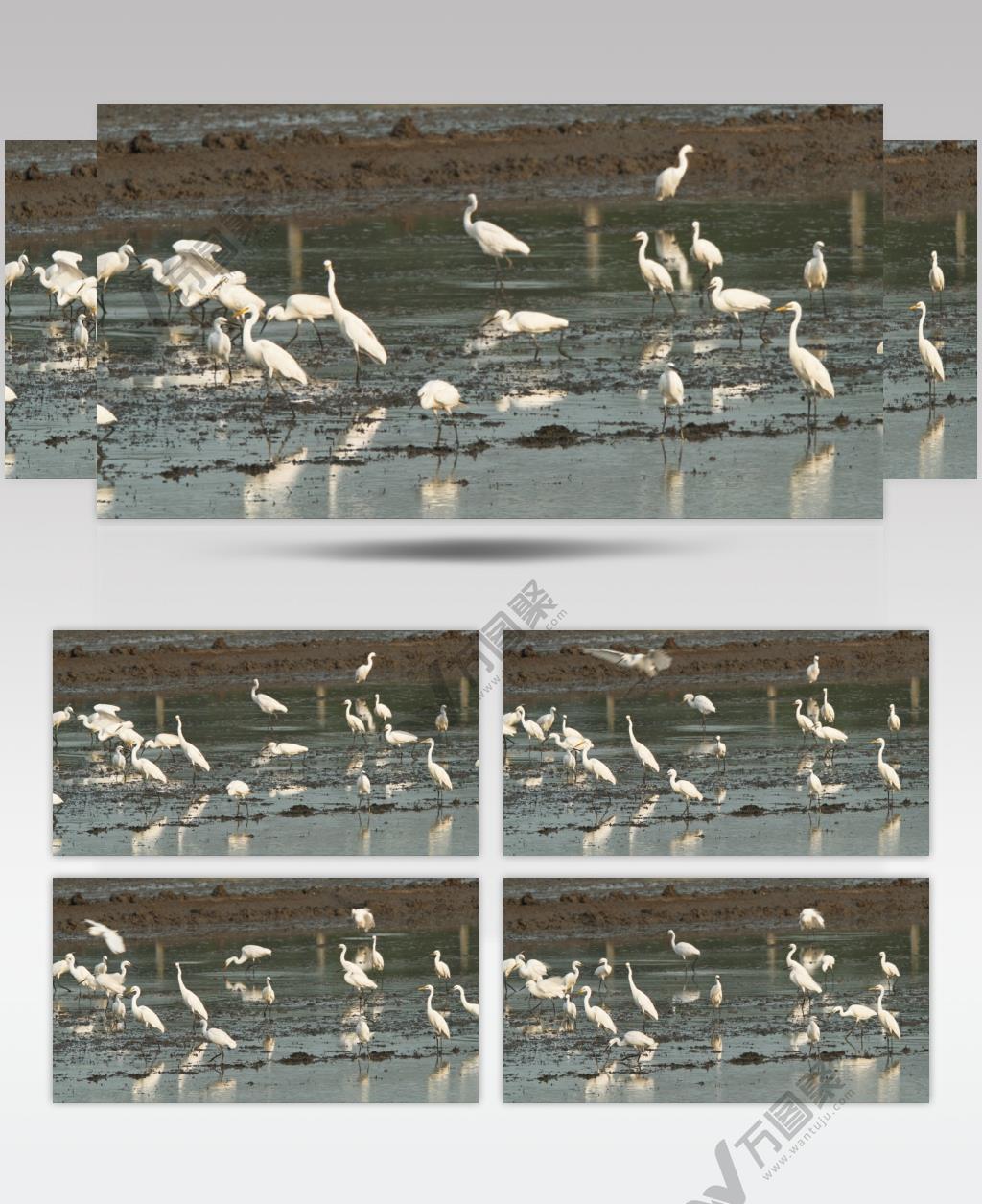 一群白鹭飞翔降落田野觅食