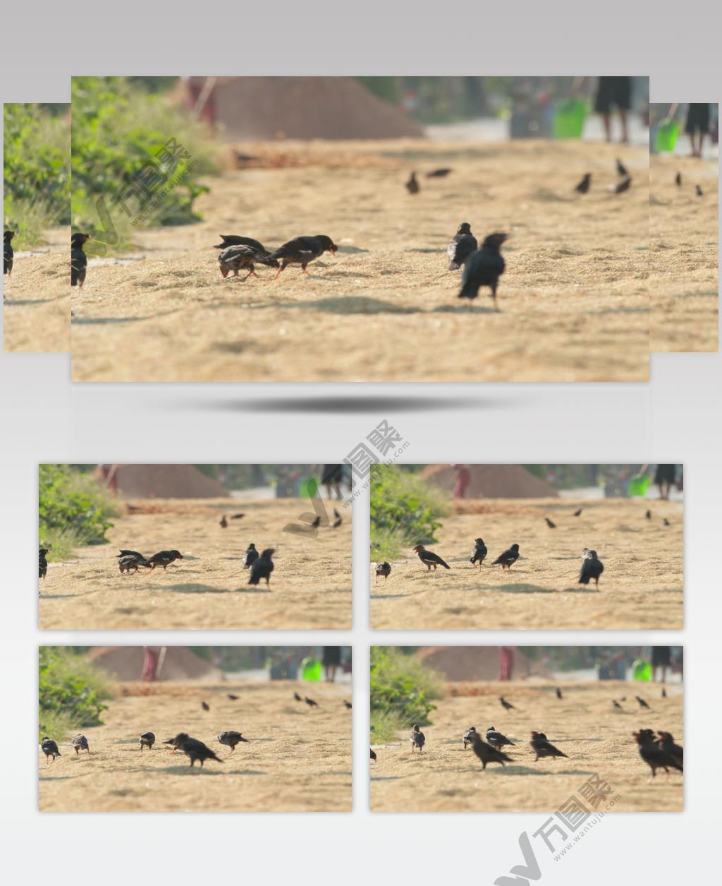 秋天农村一群八哥鸟偷吃粮食