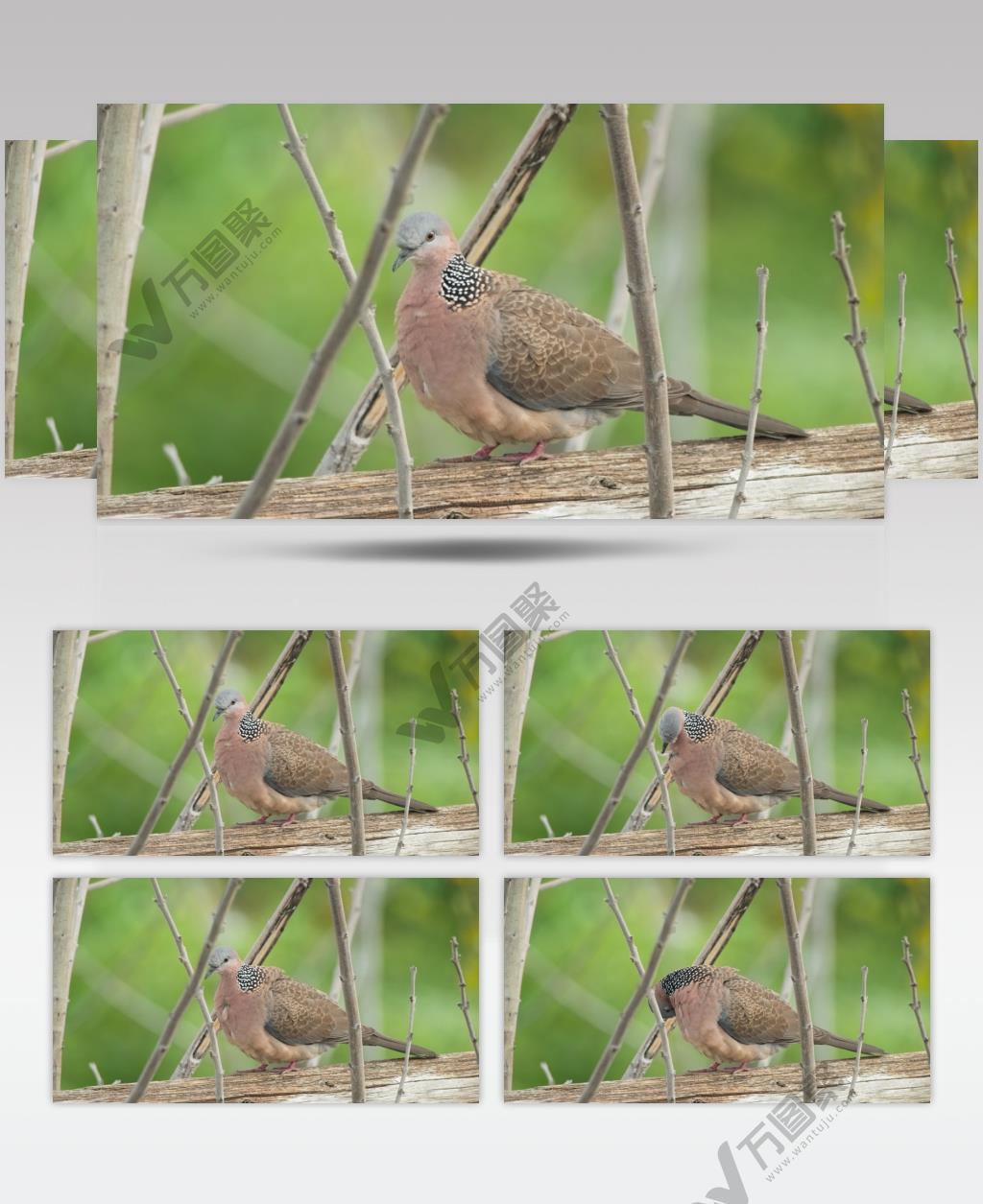 春天屋顶斑鸠打理羽毛升格