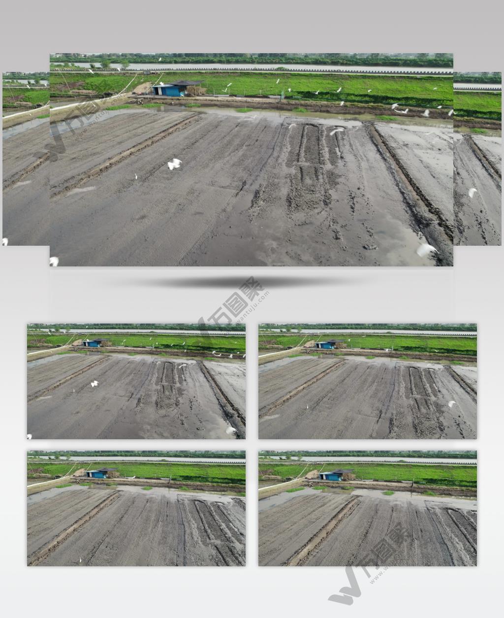 春天农场田野白鹭飞翔航拍