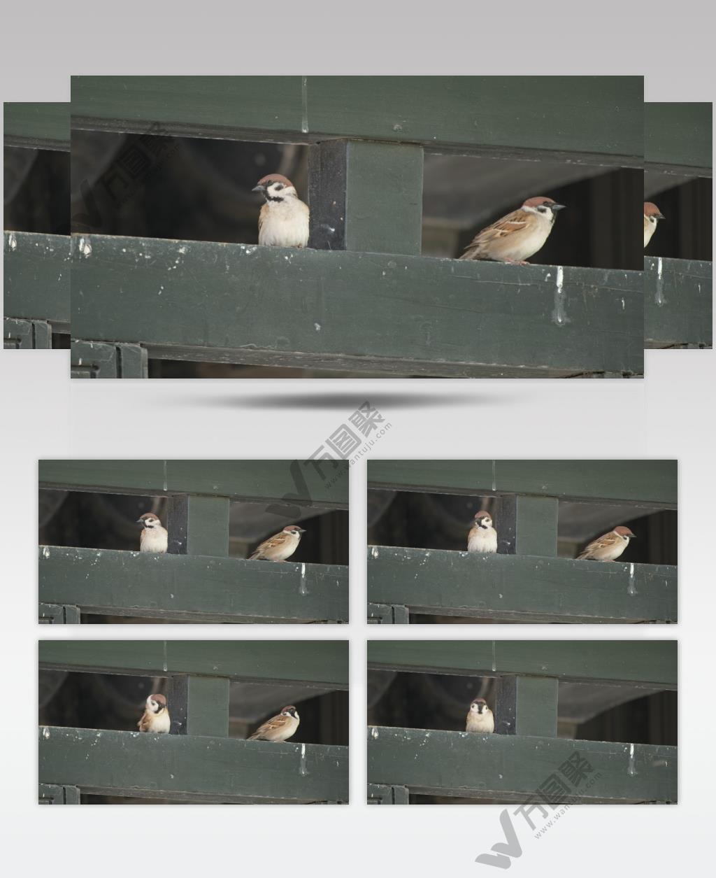 榫卯木制房梁上的麻雀小鸟