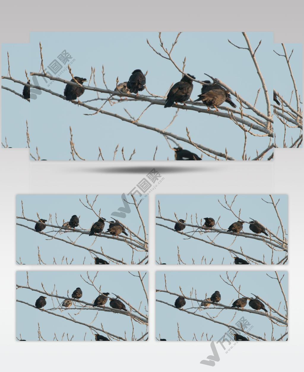 秋天枝头一群八哥鸟起飞升格