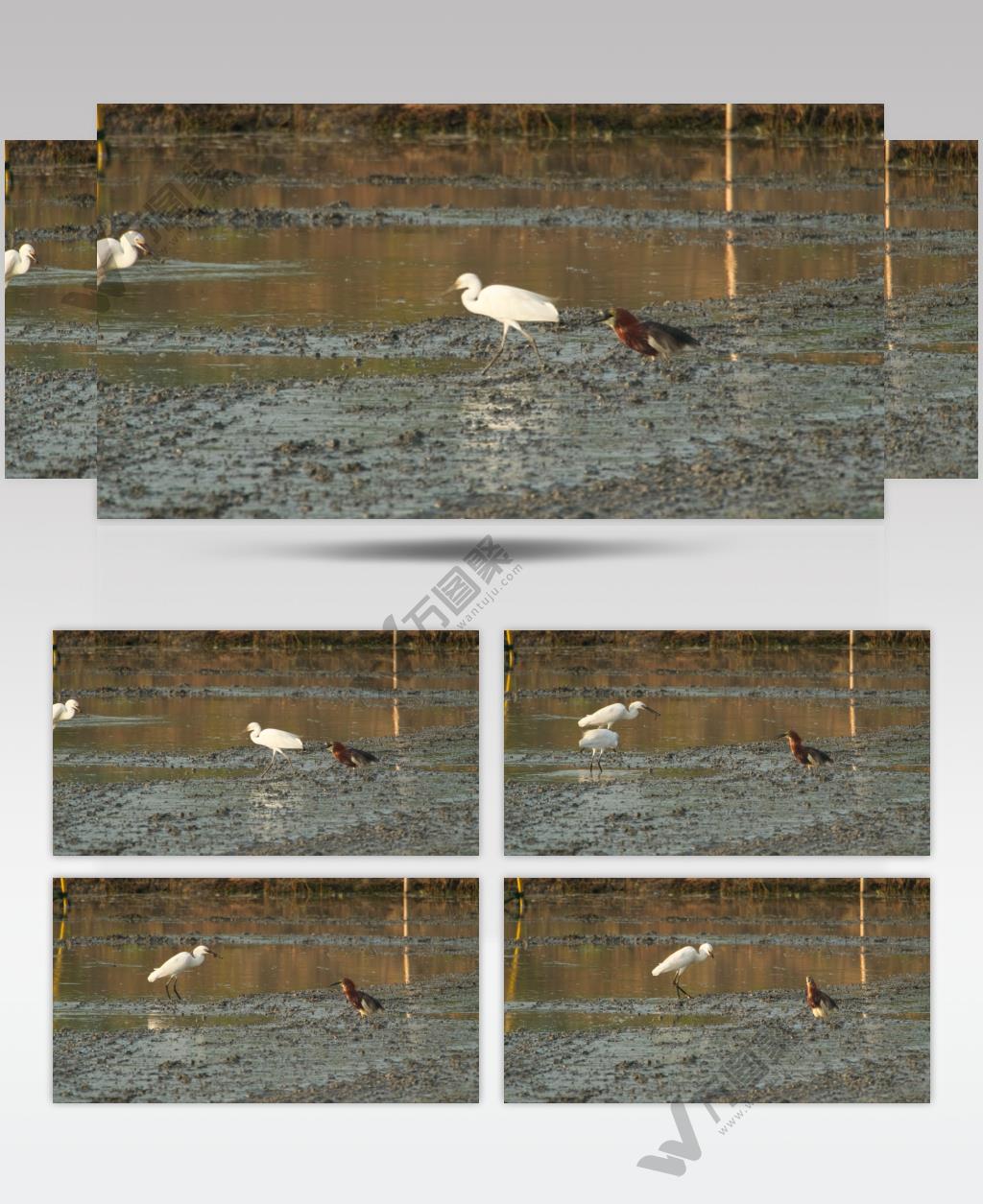 白鹭池鹭夜鹭觅食捕食泥鳅