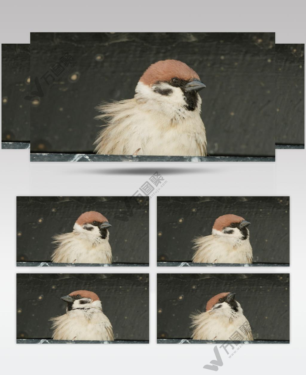 冬天榫卯木制屋檐麻雀特写