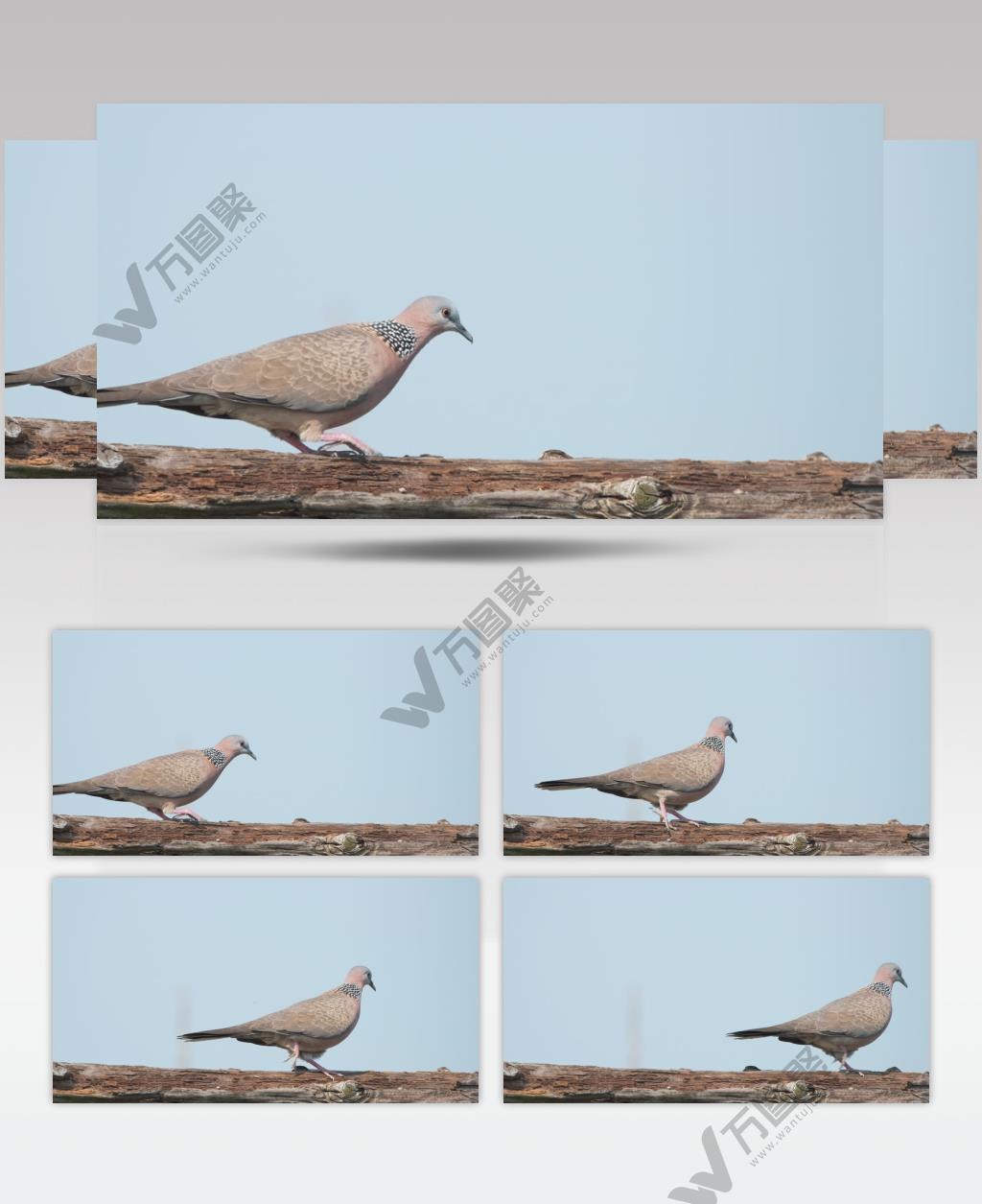 春天屋顶小鸟珠颈斑鸠升格