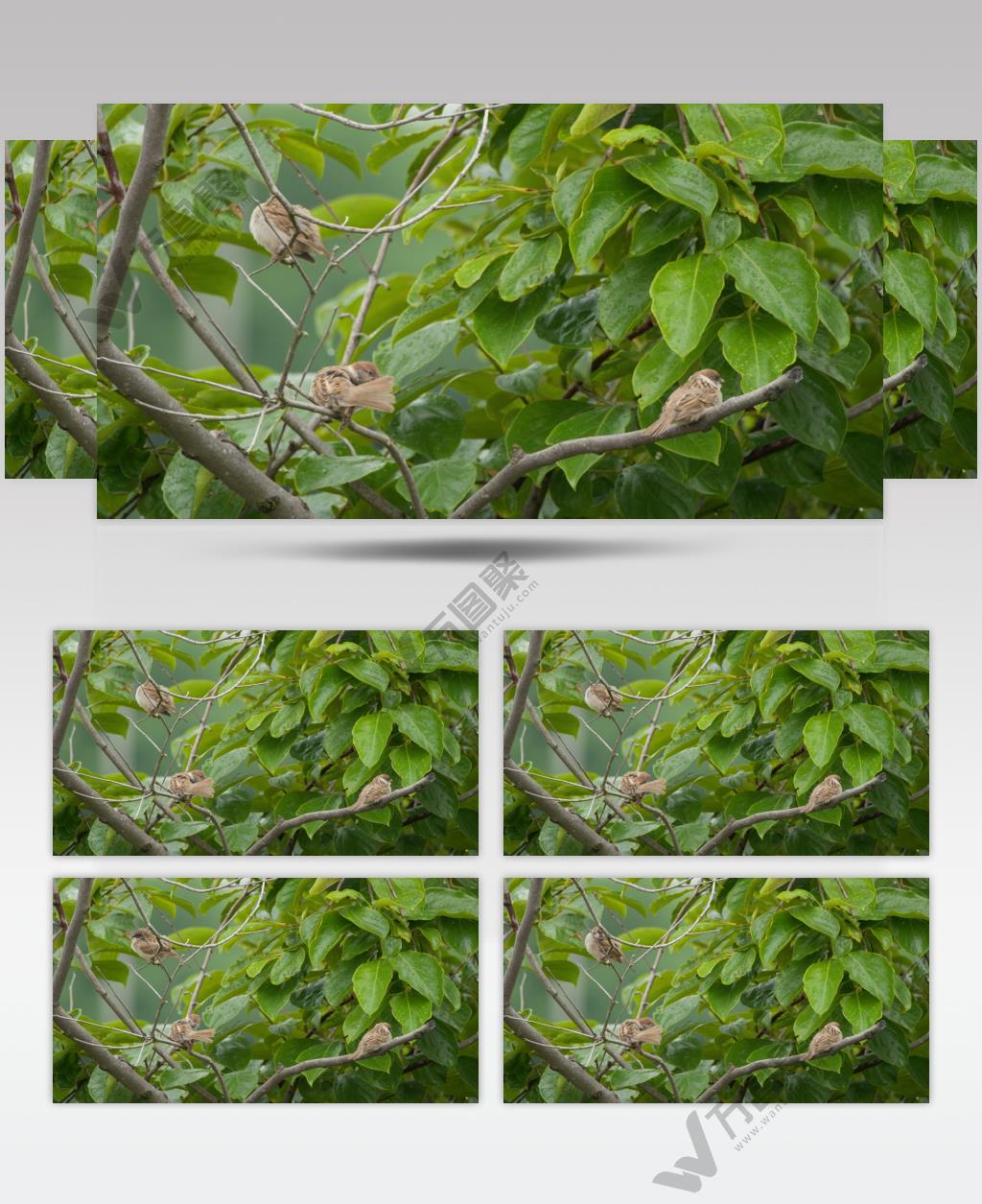 春雨过后树枝上三只麻雀小鸟