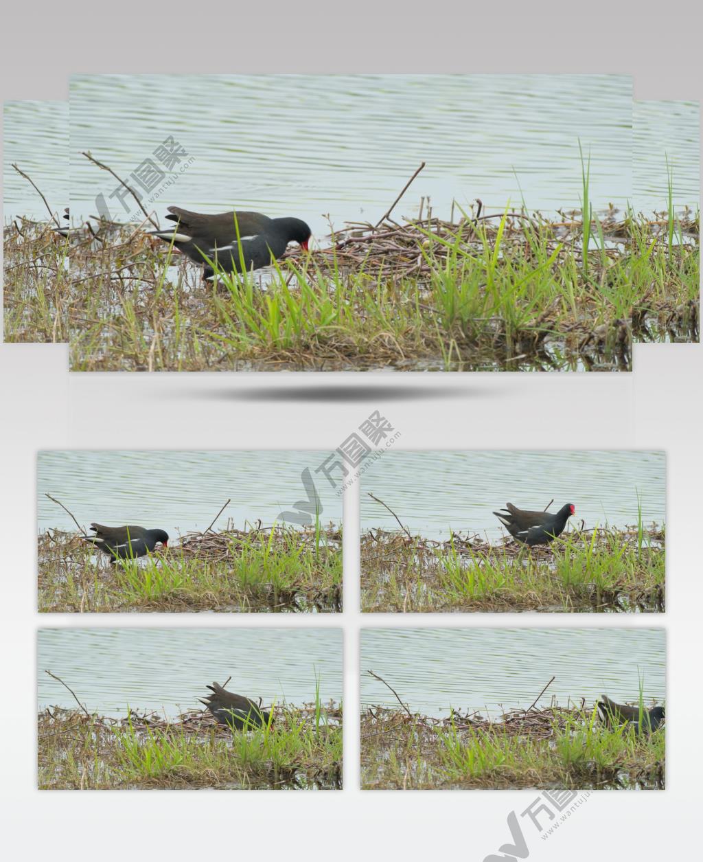 春天池塘湿地水鸟觅食黑水鸡