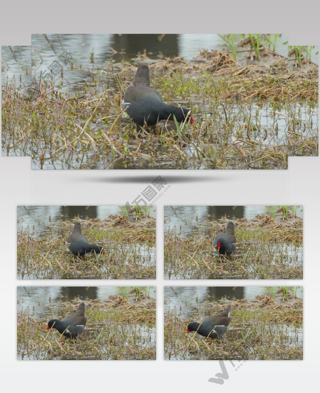 春天阴天池塘湿地沼泽黑水鸡