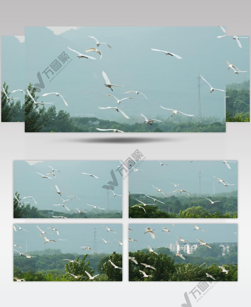 一群白鹭在天空翱翔飞翔升格