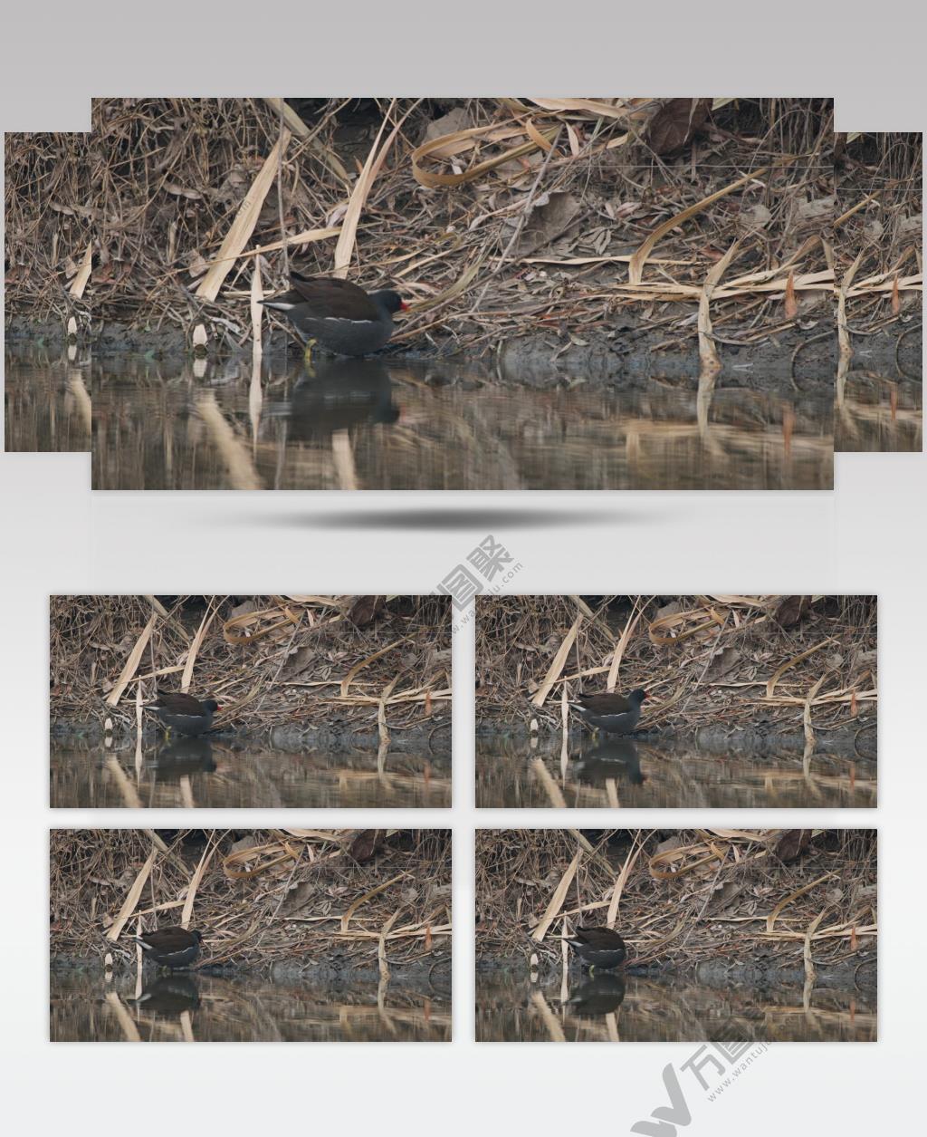 秋天池塘沼泽湿地黑水鸡觅食