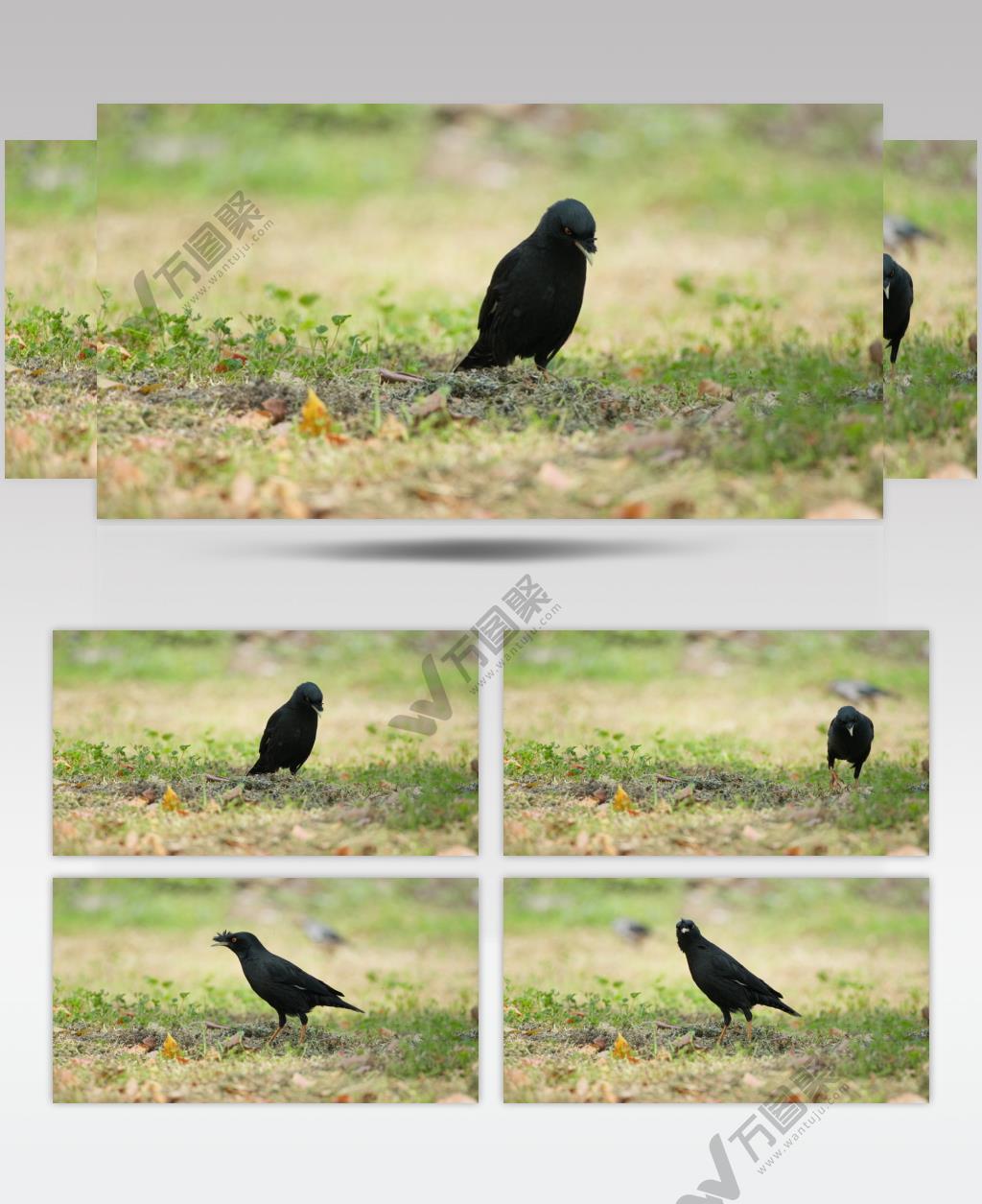 春天草丛中一只八哥鸟觅食