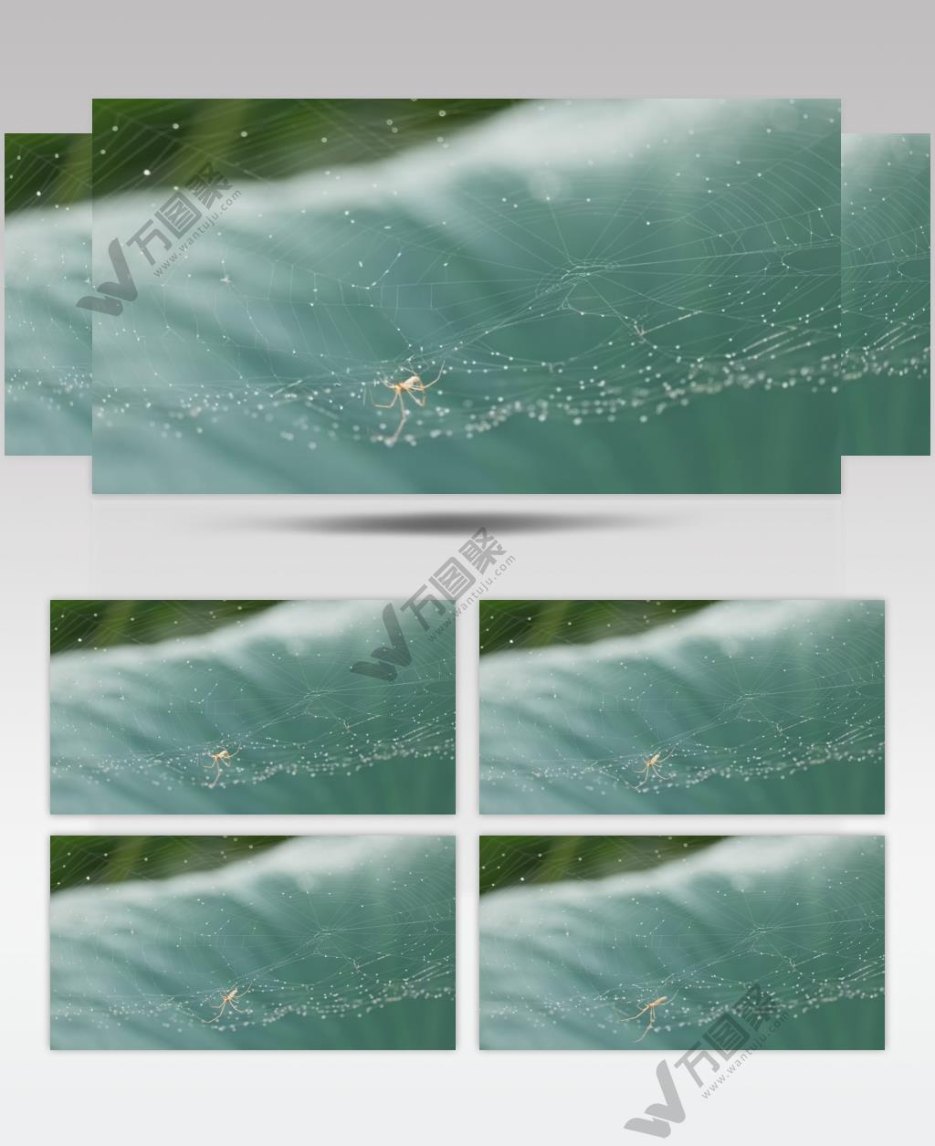 夏天荷叶蜘蛛网节肢动物昆虫