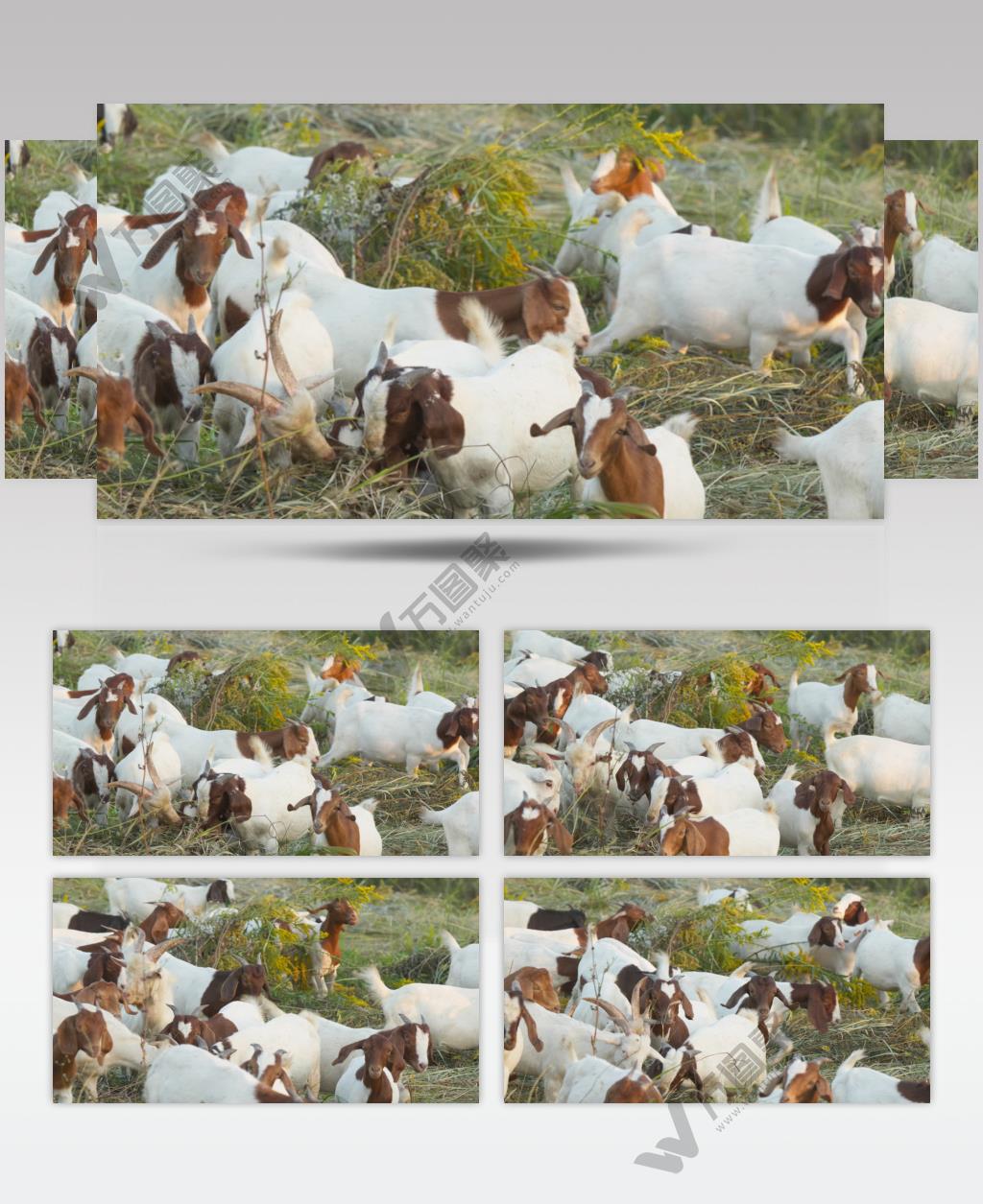 傍晚一群山羊在草丛中觅食