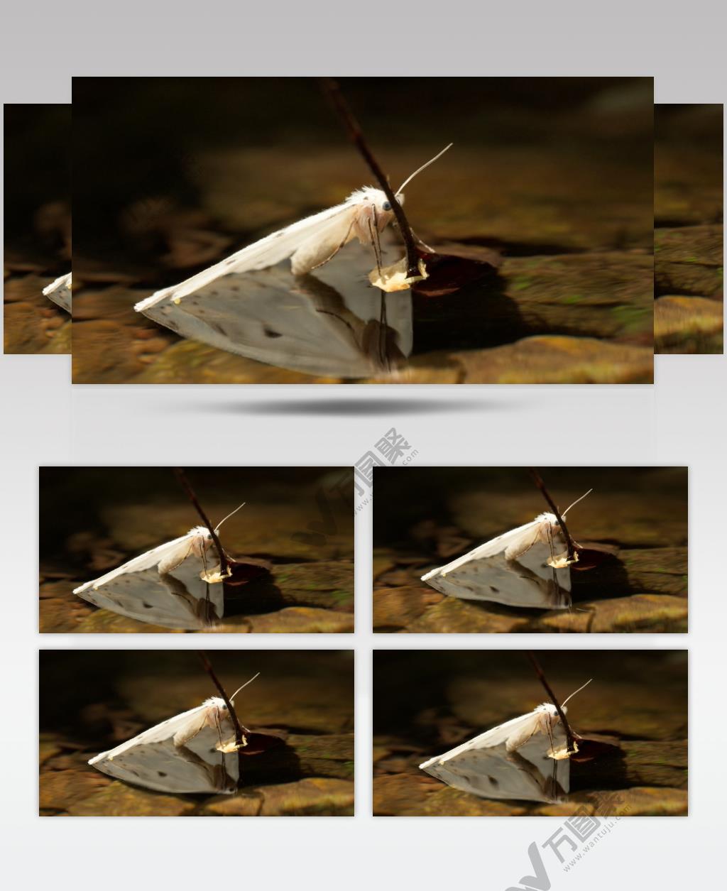 秋天池塘小溪白色飞蛾蝴蝶
