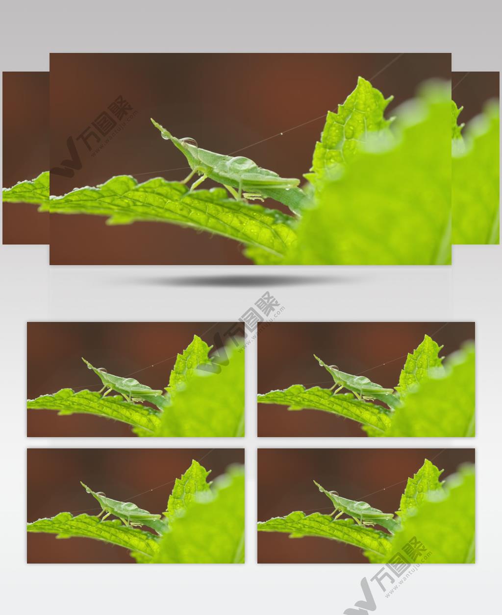 春天下雨薄荷叶短额负蝗虫