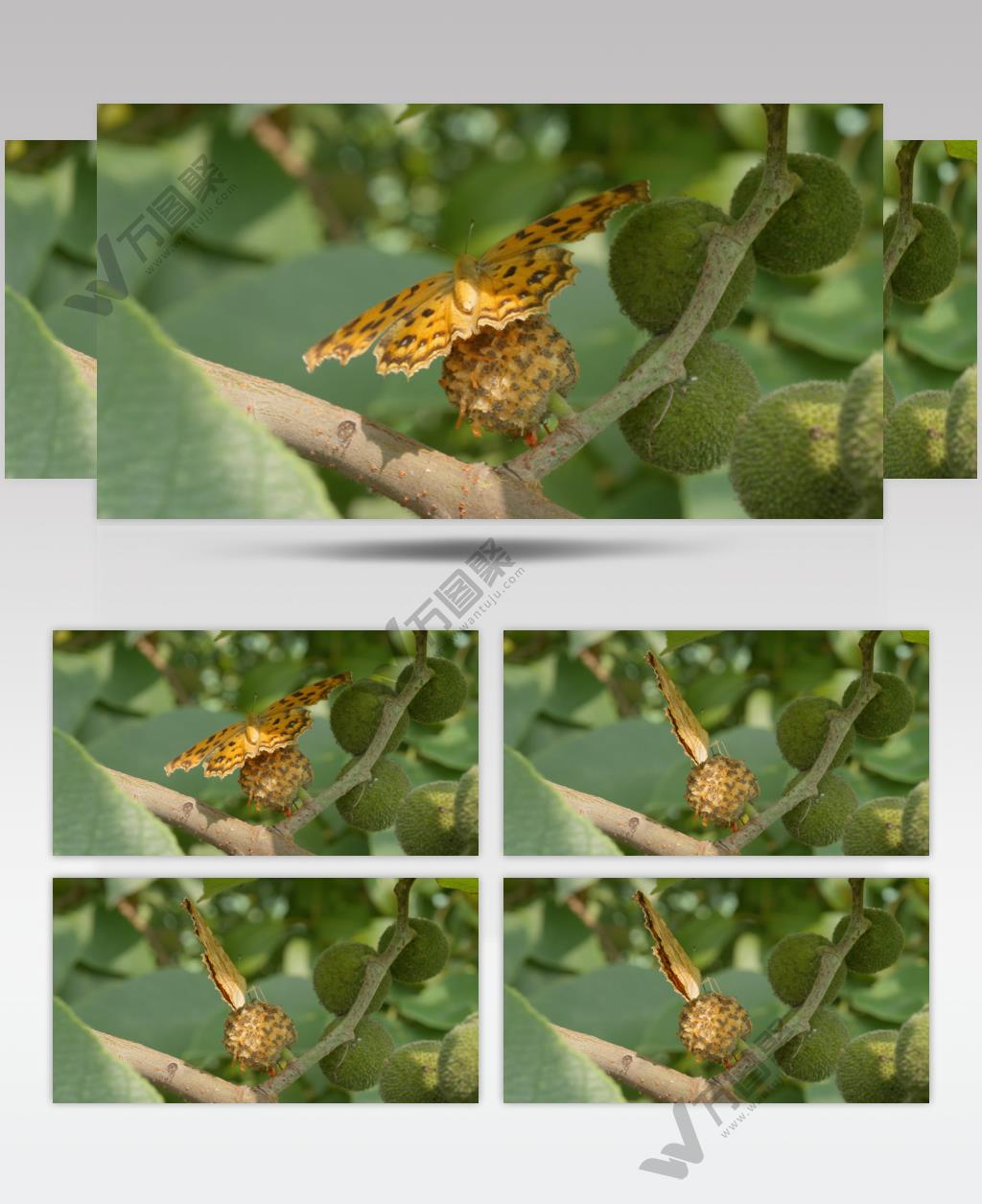 春天书上黄钩蛱蝶蝴蝶翅膀