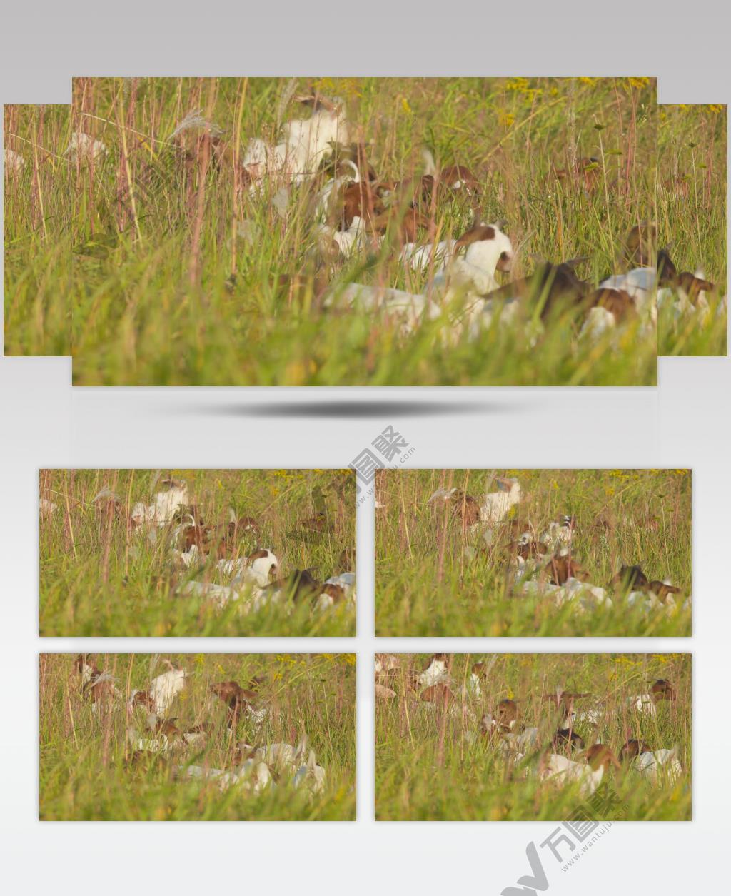 秋天傍晚黄昏草丛中的山羊群