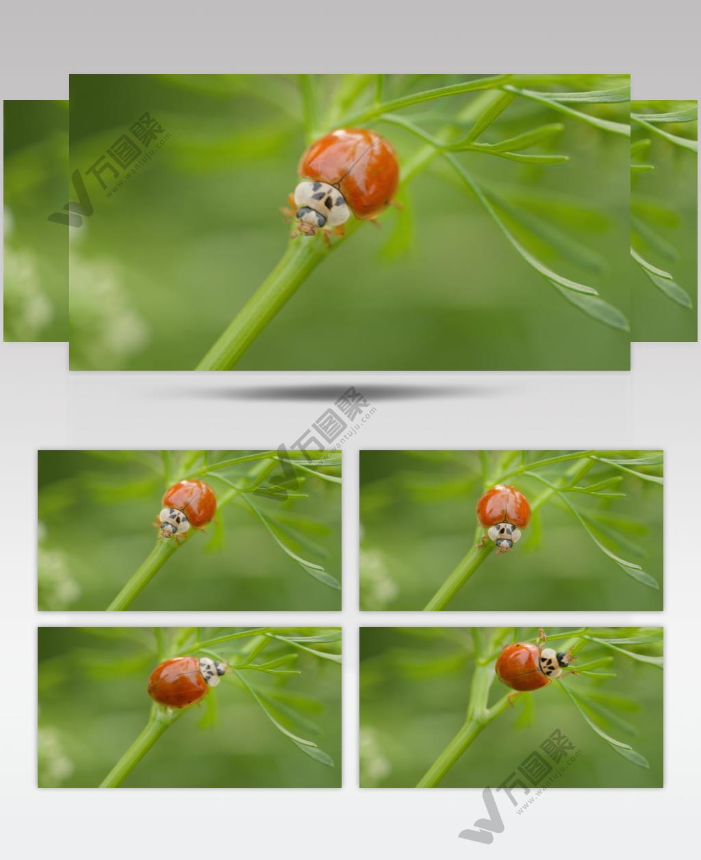 春天植物上昆虫瓢虫微距特写