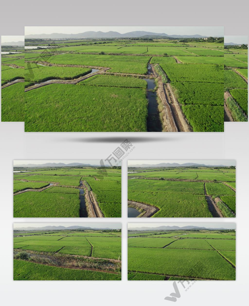 安徽丘陵平原农村水稻航拍