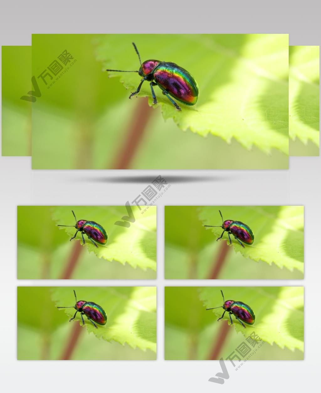 树叶阳光昆虫绿缘扁角甲虫