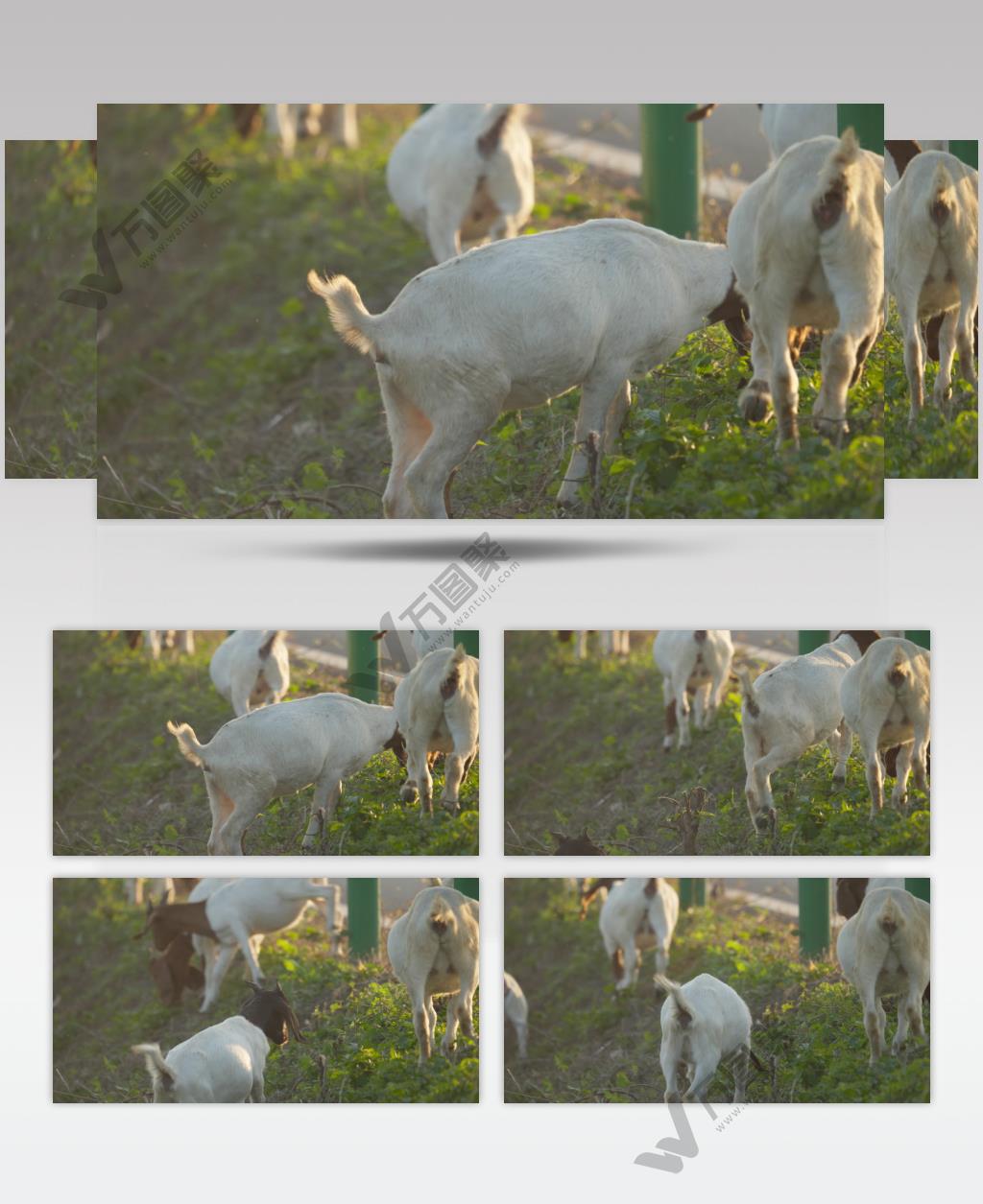 傍晚黄昏下夕阳下一群山羊
