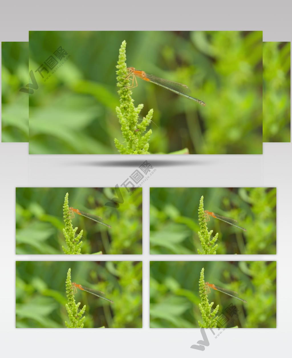 春天植物上的昆虫蜻蜓豆娘