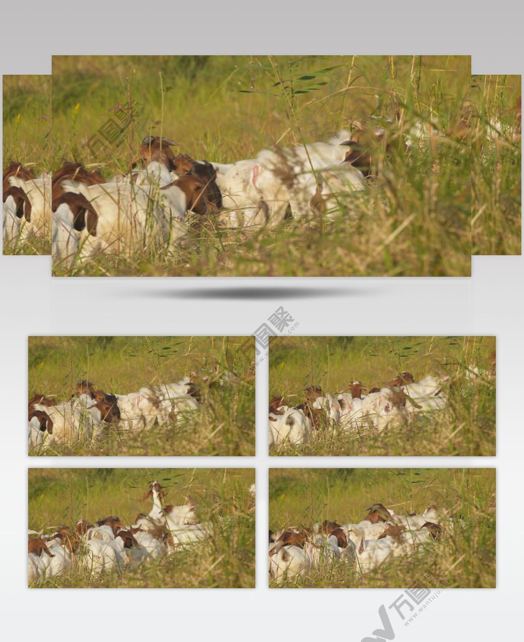 秋天傍晚黄昏草丛中一群山羊