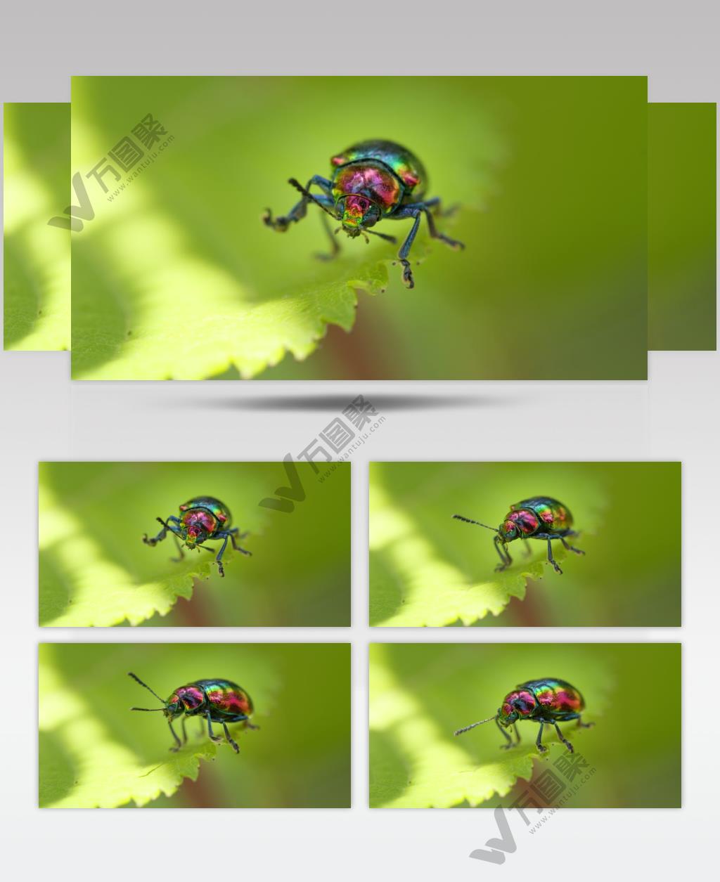 漂亮彩色昆虫绿缘扁角甲虫