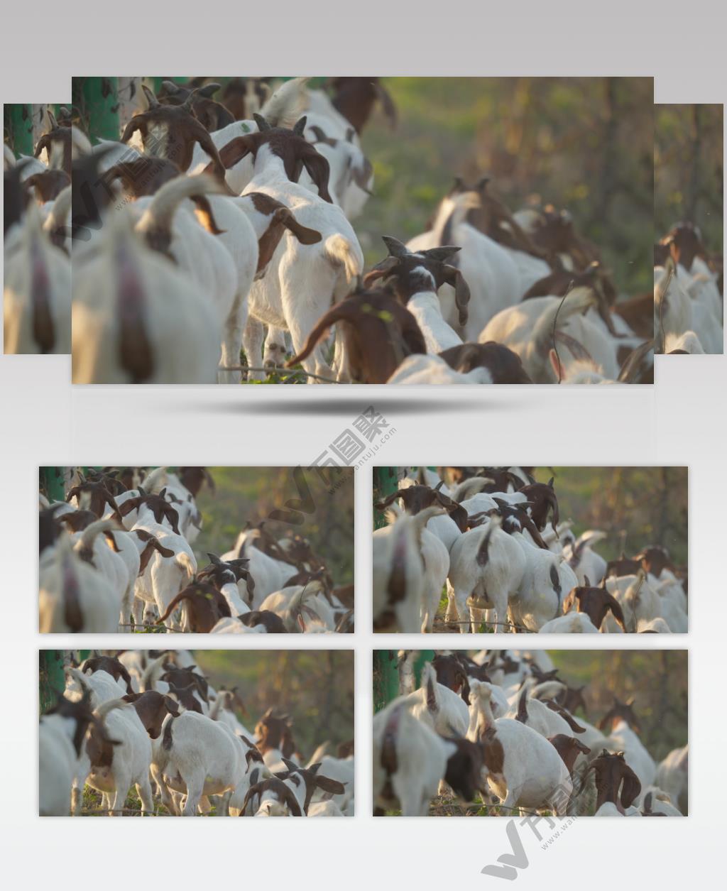 秋天清晨农村成群结队的山羊