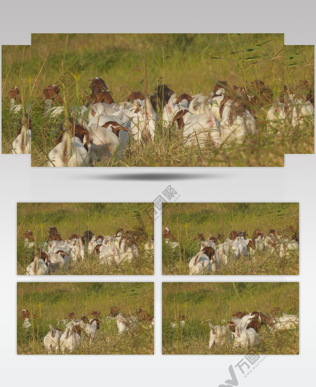 秋天傍晚草丛成群结队山羊