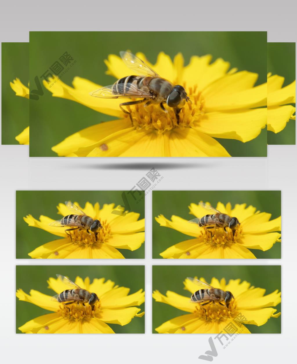 春天金鸡菊花朵蜜蜂采蜜昆虫