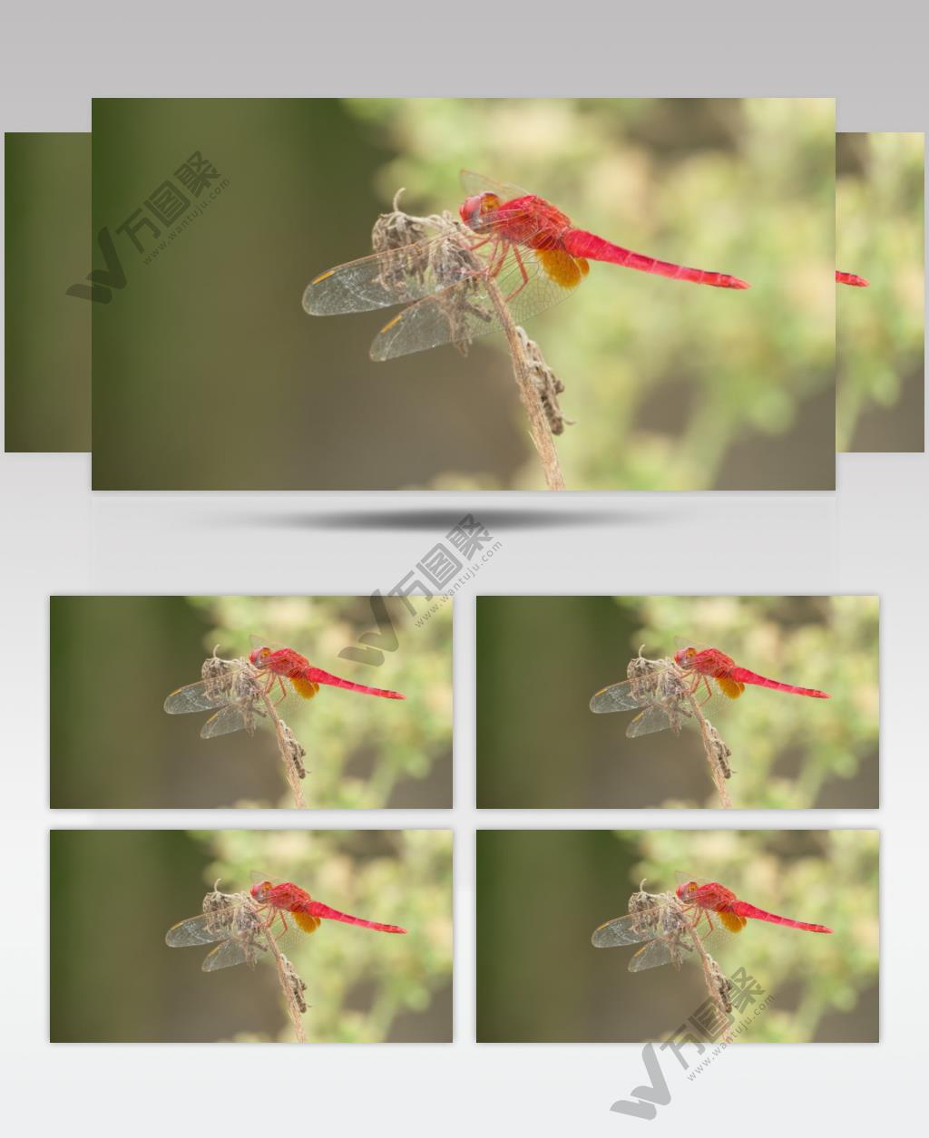 枯树枝上的红蜻蜓豆娘昆虫
