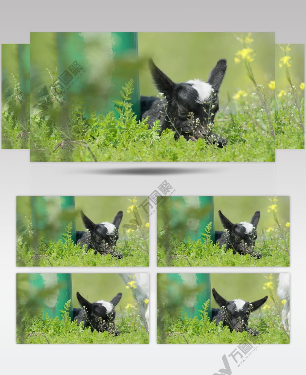 春天刚出生的小山羊羔吃草