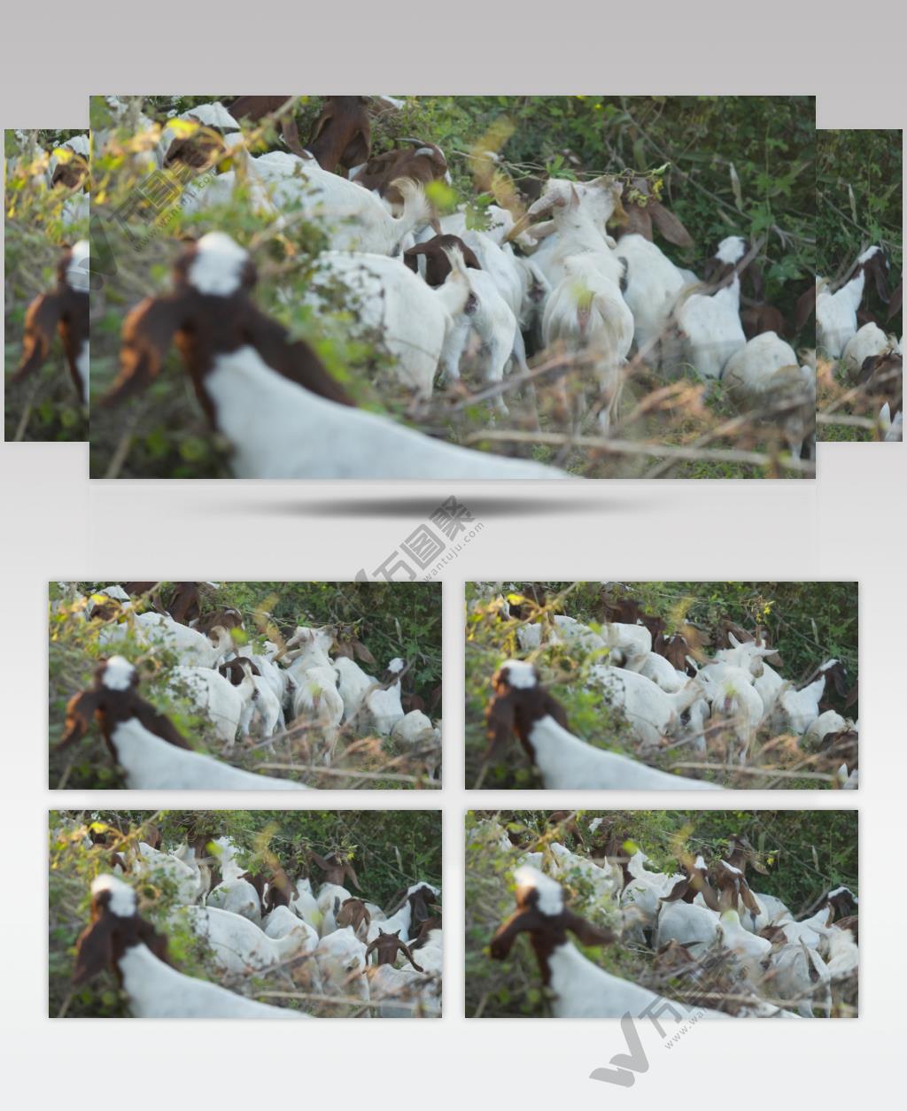 秋天一群小山羊在草丛吃树叶